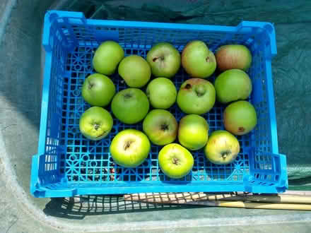 Photo of free Cooking Apples & Blackcurrants (North Ascot SL5) #1