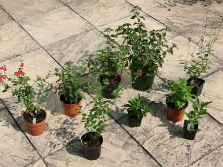 Photo of free Garden Plants (North Ascot SL5) #1