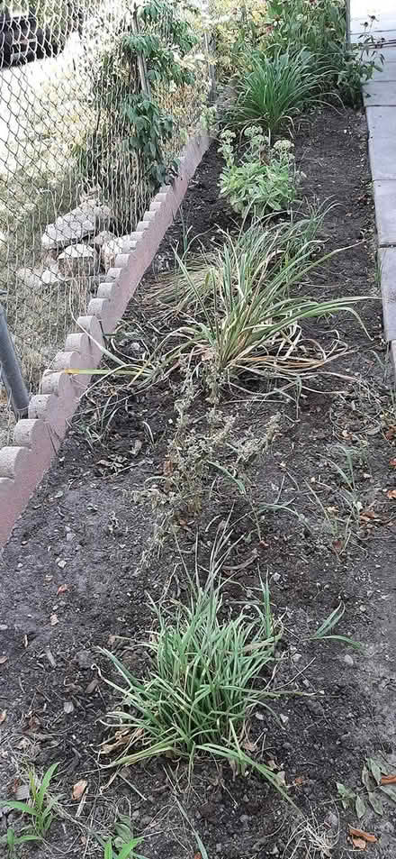 Photo of free Concrete Garden Border (Hazeldean / Castlefrank) #2