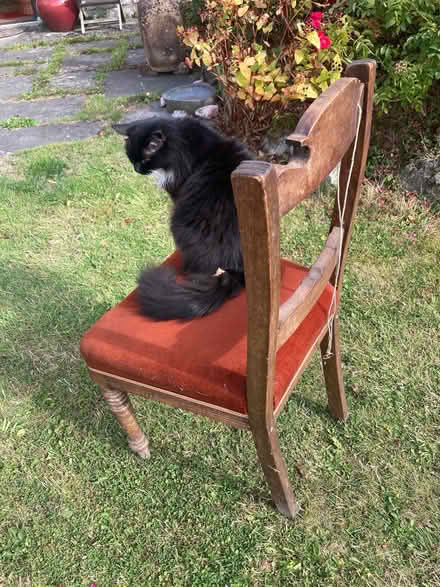Photo of free Upright chair with padded seat (Old Radnor LD8) #1