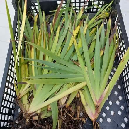 Photo of free Sisyrinchium striatum plants (Fords Farm RG31) #1