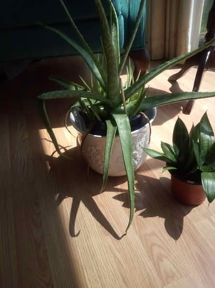 Photo of free aloe vera and sansevieria plants (Hobson & Woodridge Dr.,) #2