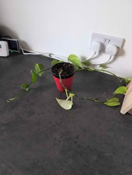 Photo of free Pythos plant (Knightswood G13) #1