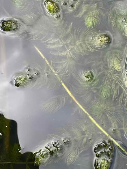Photo of free Oxygenating pond weed (Morda SY10) #1
