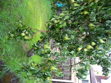 Photo of free Apples and pears (Derby DE23) #1