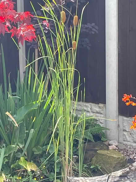 Photo of free Miniature Bulrush (Oswestry SY11) #1