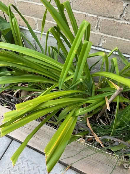 Photo of free Orange Day Lilly (L5L 5P5) #2
