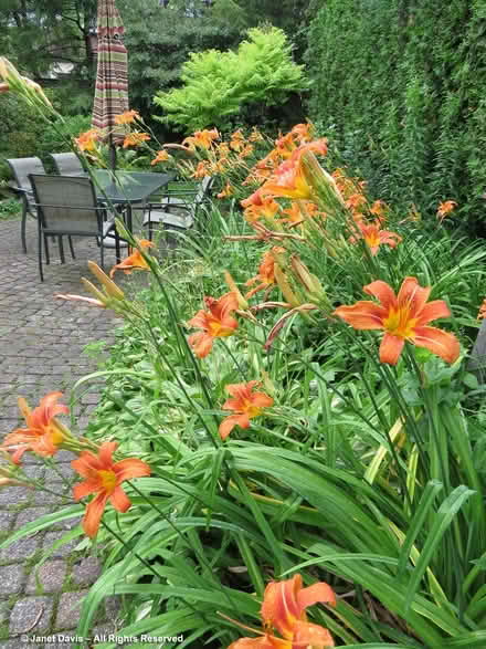 Photo of free Orange Day Lilly (L5L 5P5) #3