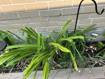 Photo of free Orange Day Lilly (L5L 5P5) #1