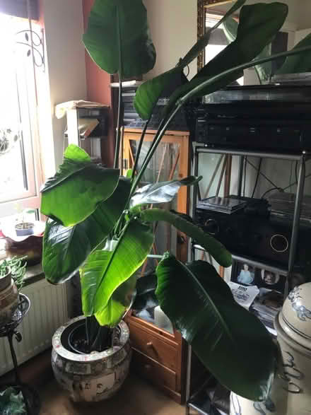 Photo of free Strelitzia (SG1 Stevenage) #1