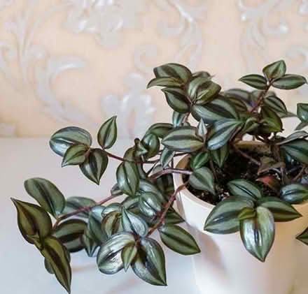 Photo of Spider plant (Near Mater hospital) #2