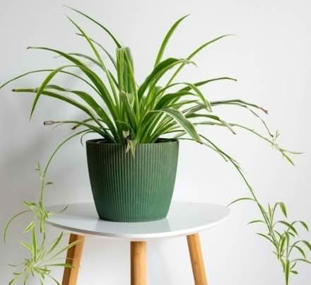 Photo of Spider plant (Near Mater hospital) #1