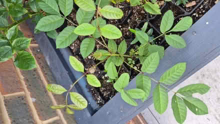 Photo of free Garden plants (Tytherington SK10) #1