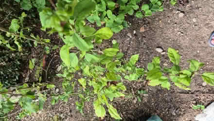 Photo of free Garden plants (Tytherington SK10) #2
