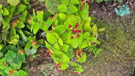Photo of free Garden plants (Tytherington SK10) #3