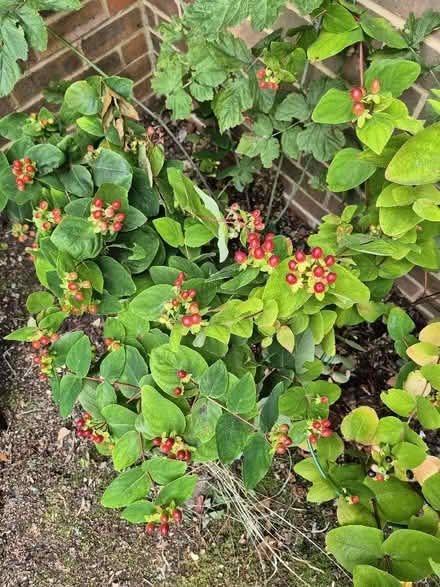 Photo of free Garden plants (Tytherington SK10) #4