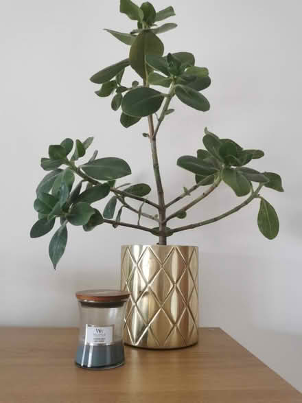 Photo of free Succulent ish plant (Willesden) #1