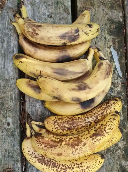 Photo of free Bananas (today) (Booker HP12) #1