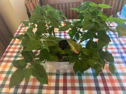 Photo of free Poinsettia (South Elmhurst) #1