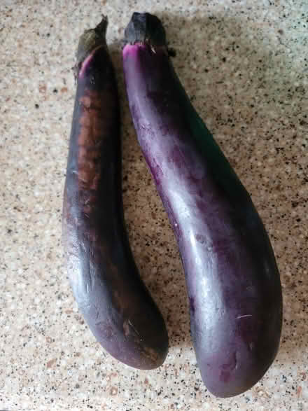 Photo of free 2 Japanese Eggplants (West 7th) #1