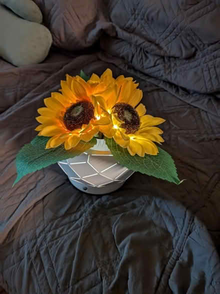 Photo of free Light up Sunflower Plant (NRG stadium) #1