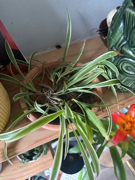 Photo of free Spider plants (Boscombe) #1