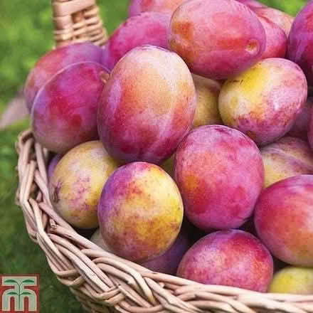 Photo of Victoria plums and Cox's Pippin Apples (Emscote CV34) #1