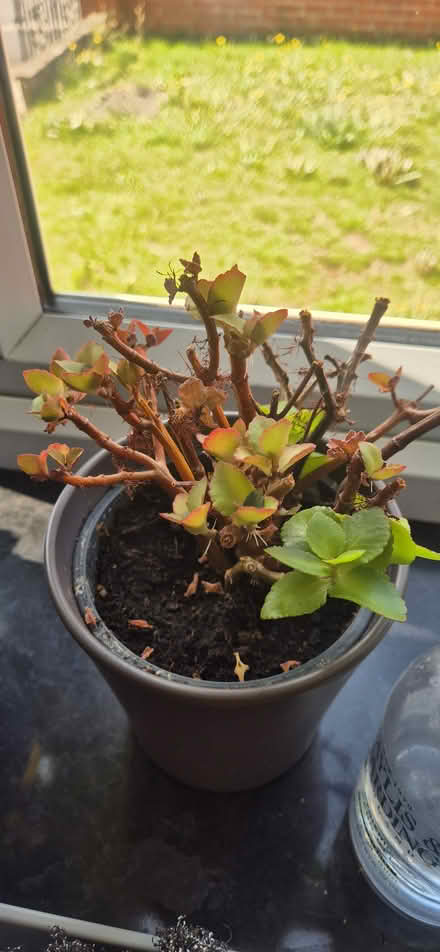 Photo of free Plants (Derby Chaddesden DE21) #3