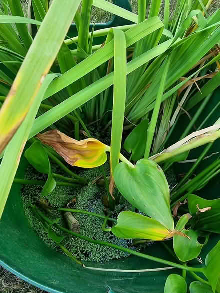 Photo of free Large pond plants (Lower Walkley S6) #2