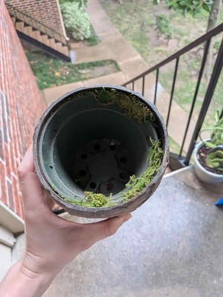 Photo of free Coin-decorated Planter (NRG stadium) #2