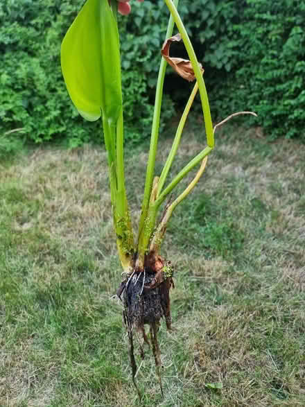Photo of free Large pond plants (Lower Walkley S6) #3