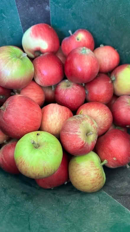 Photo of free Bag of apples - good for crumble (Lexden CO3) #1