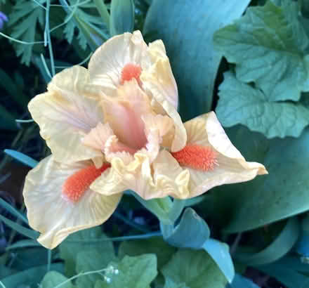 Photo of free Iris (Sedro-Woolley) #1