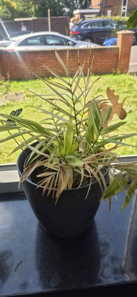 Photo of free Plants (Derby Chaddesden DE21) #4