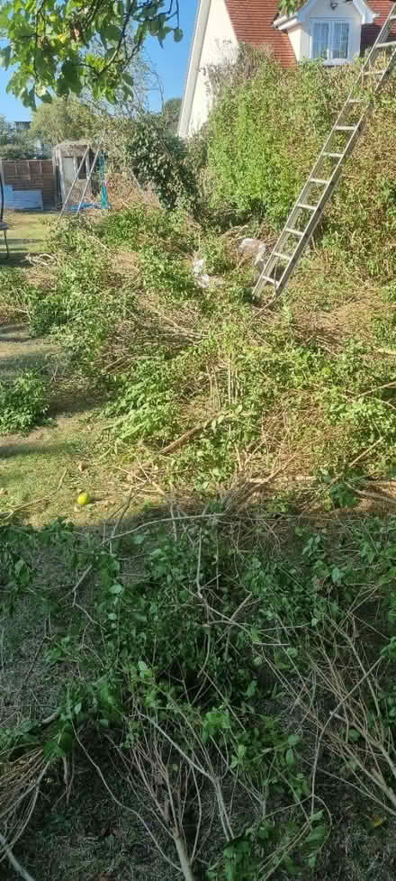 Photo of free Privet branches (EN11 rye house area) #1