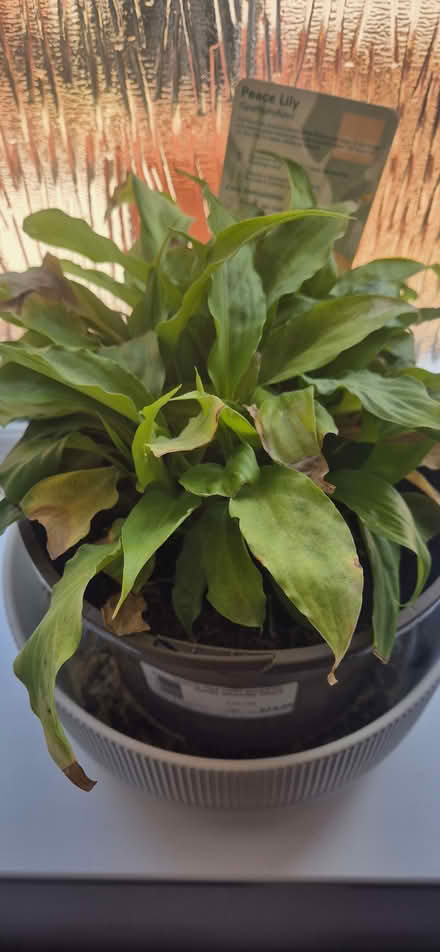 Photo of free Plants (Derby Chaddesden DE21) #1