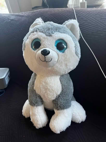 Photo of free Blue eyed stuffed husky (Medford - Valley St) #1