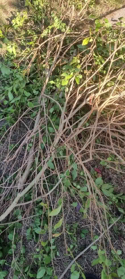 Photo of free Privet branches (EN11 rye house area) #2