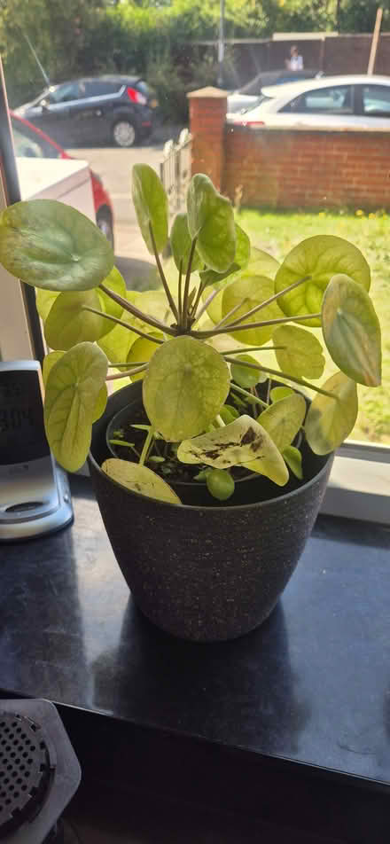 Photo of free Plants (Derby Chaddesden DE21) #2