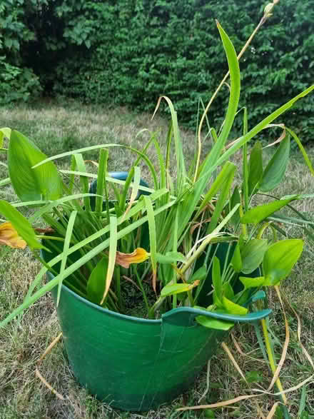 Photo of free Large pond plants (Lower Walkley S6) #1