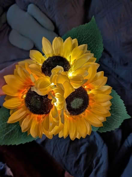 Photo of free Light up Sunflower Plant (NRG stadium) #2