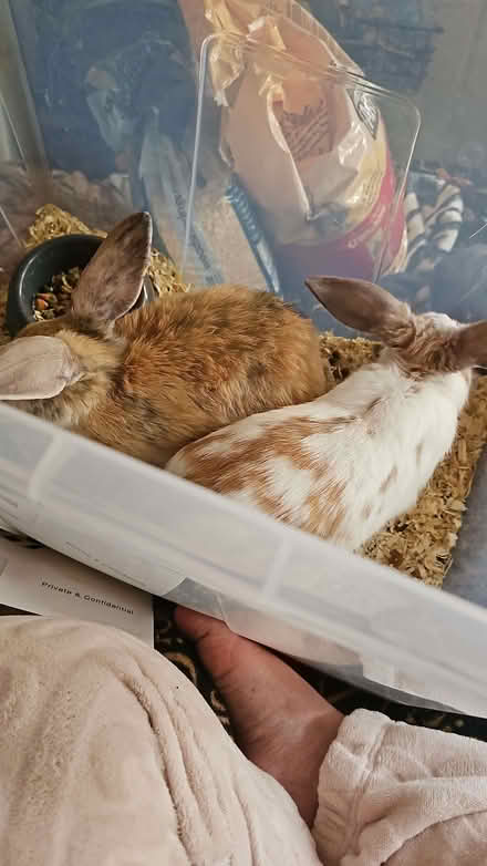 Photo of Xl rabbit cage (New Cross SE14) #1