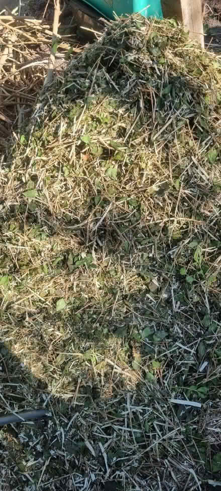 Photo of free Privet branches (EN11 rye house area) #3