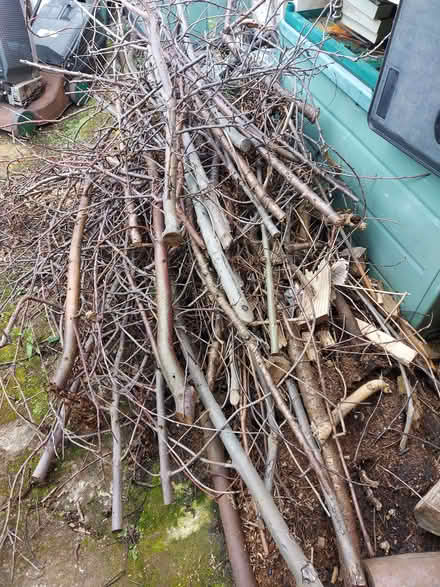 Photo of free Tree Branches for Firewood (Guide Bridge OL7) #1