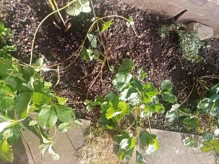 Photo of free Strawberry runners (Barkerend, BD3) #1