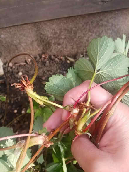 Photo of free Strawberry runners (Barkerend, BD3) #2