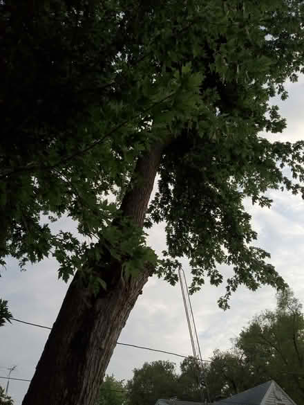 Photo of free Cut Wood (Cleveland Ave) #2