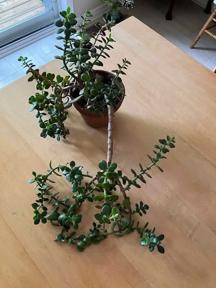 Photo of free Jade plant (Renfrew, Ontario) #1