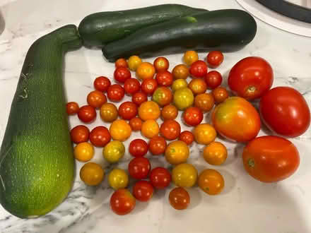 Photo of free Zucchini and tomatoes (Skokie) #1