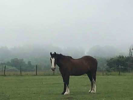 Photo of free Well rotted horse manure. (Battle TN33) #1